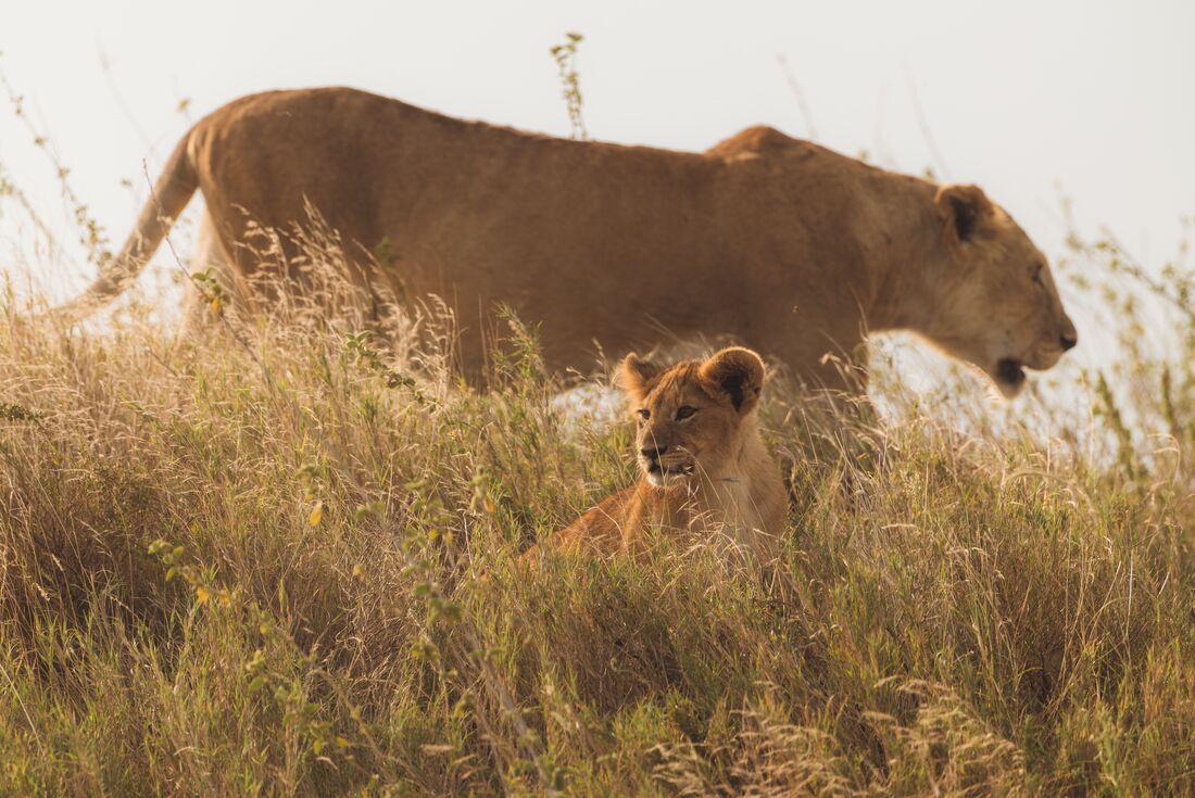 Bd Intrepid East Africa Highlights | Intrepid Travel | REI Co-op