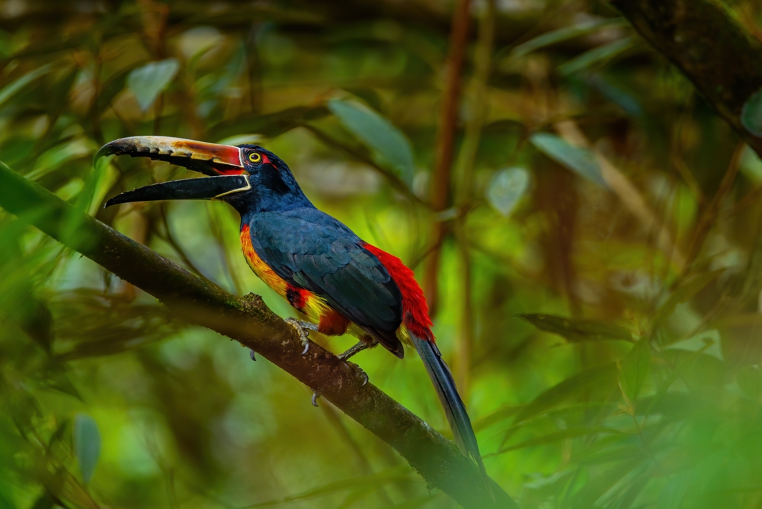 Collared Acari in the rainforest of Tapir Valley Nature Reserve in Costa Rica
