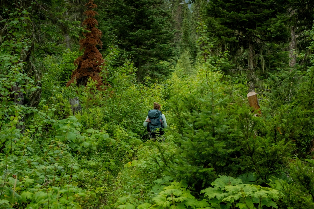 Exploring the forests of Glacier National Park in Montana