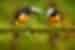 Two Collared Aracari birds sitting on a branch in Costa Rica