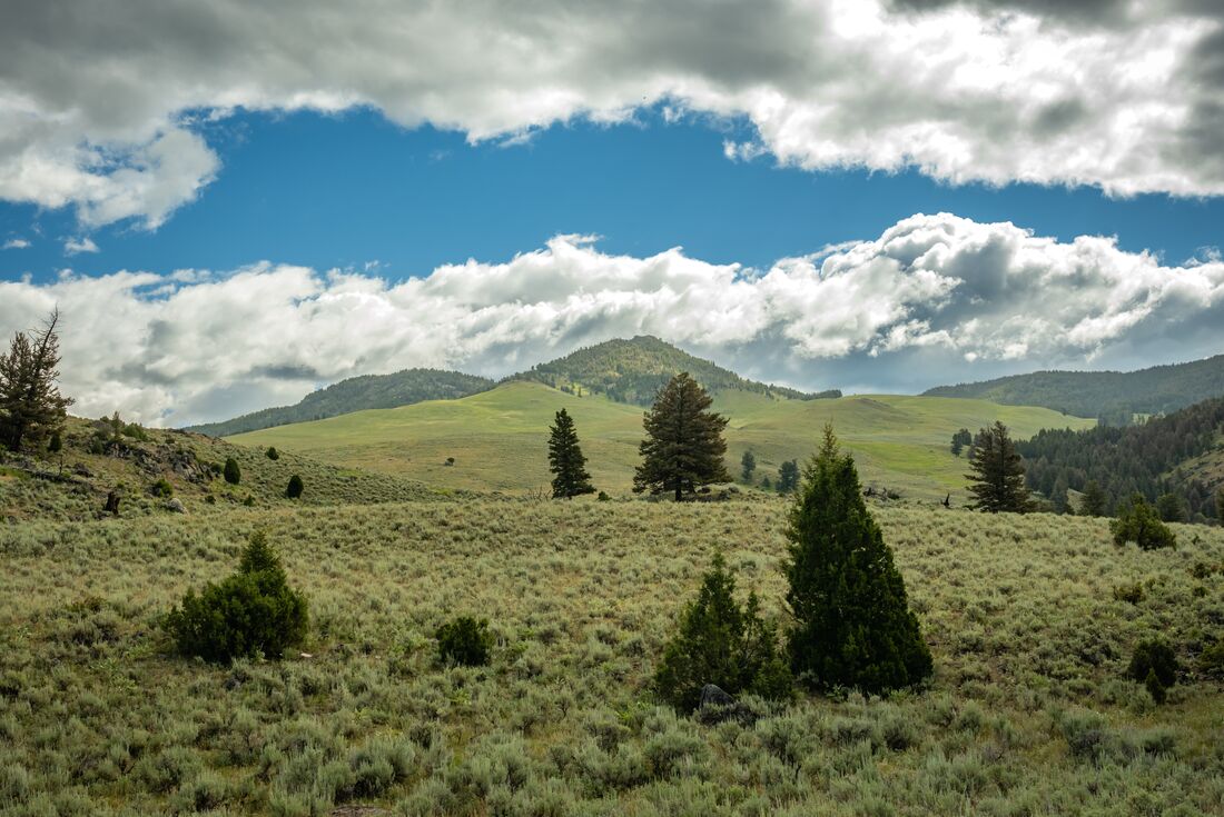 The rolling forested hills of Yellowstone National Park