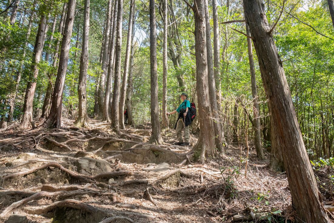 Along the pilgrimage trail in near Koya-san