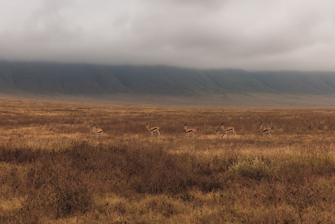 Gazelles trail across a cloudy day in Ngorongoro Crater