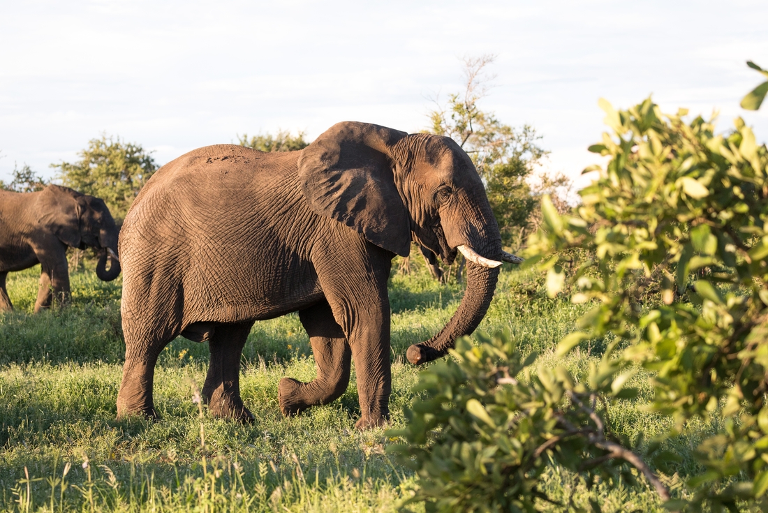 Zimbabwe, Kruger National Park, Elephant walking grass