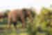 Zimbabwe, Kruger National Park, Elephant walking grass