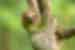 Three toed sloth looks at the camera hanging from a branch in the rainforests of Costa Rica