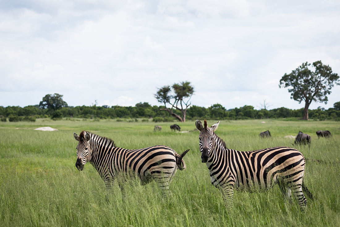 Zebras in Hwange National Park, Zimbabwe