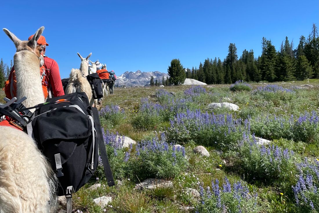 Trekking with llamas in the spring landscape of Yellowstone National Park