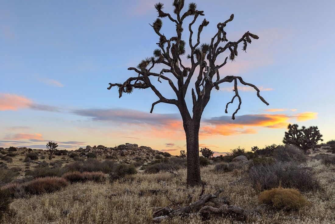 The eponymous Joshua Trees dot the landscape of the Mojave, their only natural environment