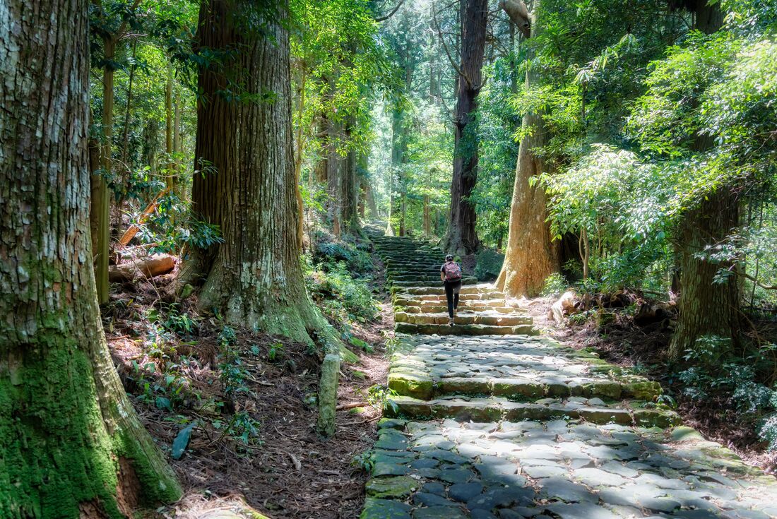 Among the towering ancient trees of the Kumano Kodo trek