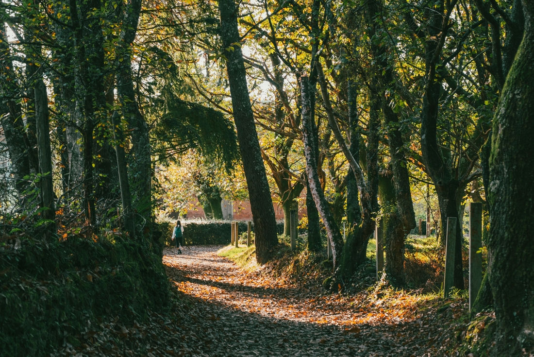 The shaded forest paths of Palas de Rei in the heart of Galicia, Spain