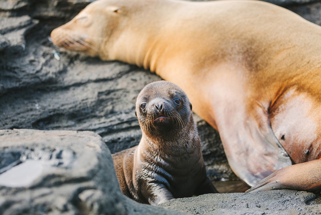 Baby sea lion, Galapagos Islands