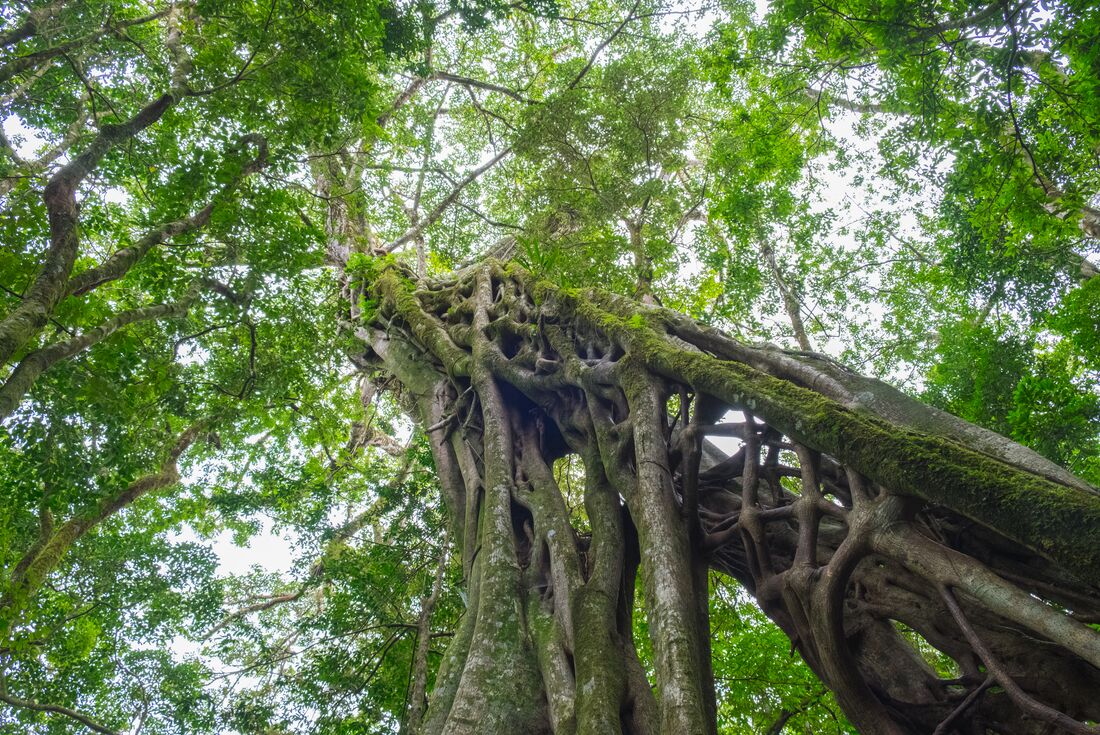 The canopies of Monteverde rainforest seen from beneath a towering fig tree