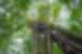 The canopies of Monteverde rainforest seen from beneath a towering fig tree