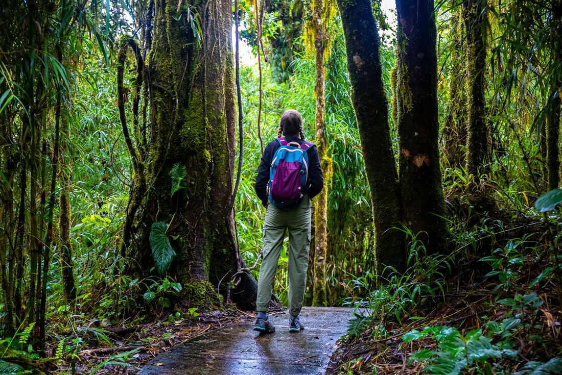 Intrepid traveller looks up at the forest canopy in Quetzales National Park in Costa Rica