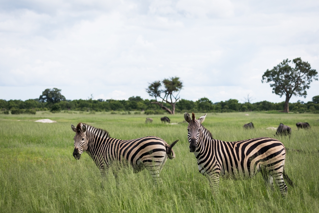 Zimbabwe, Hwange National Park, zebra pair landscape